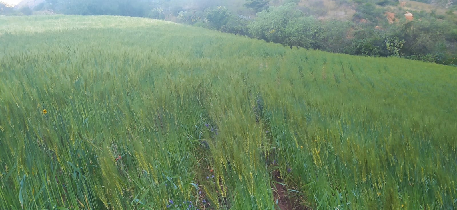 crecimiento fértil de pastos