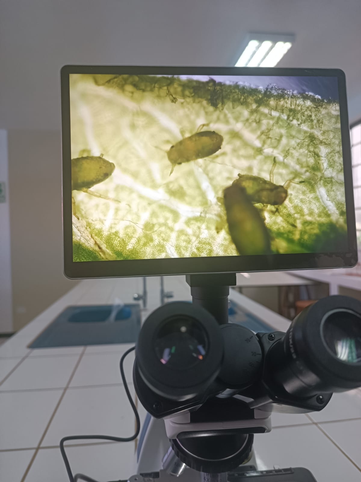 Laboratorio - Microscopio