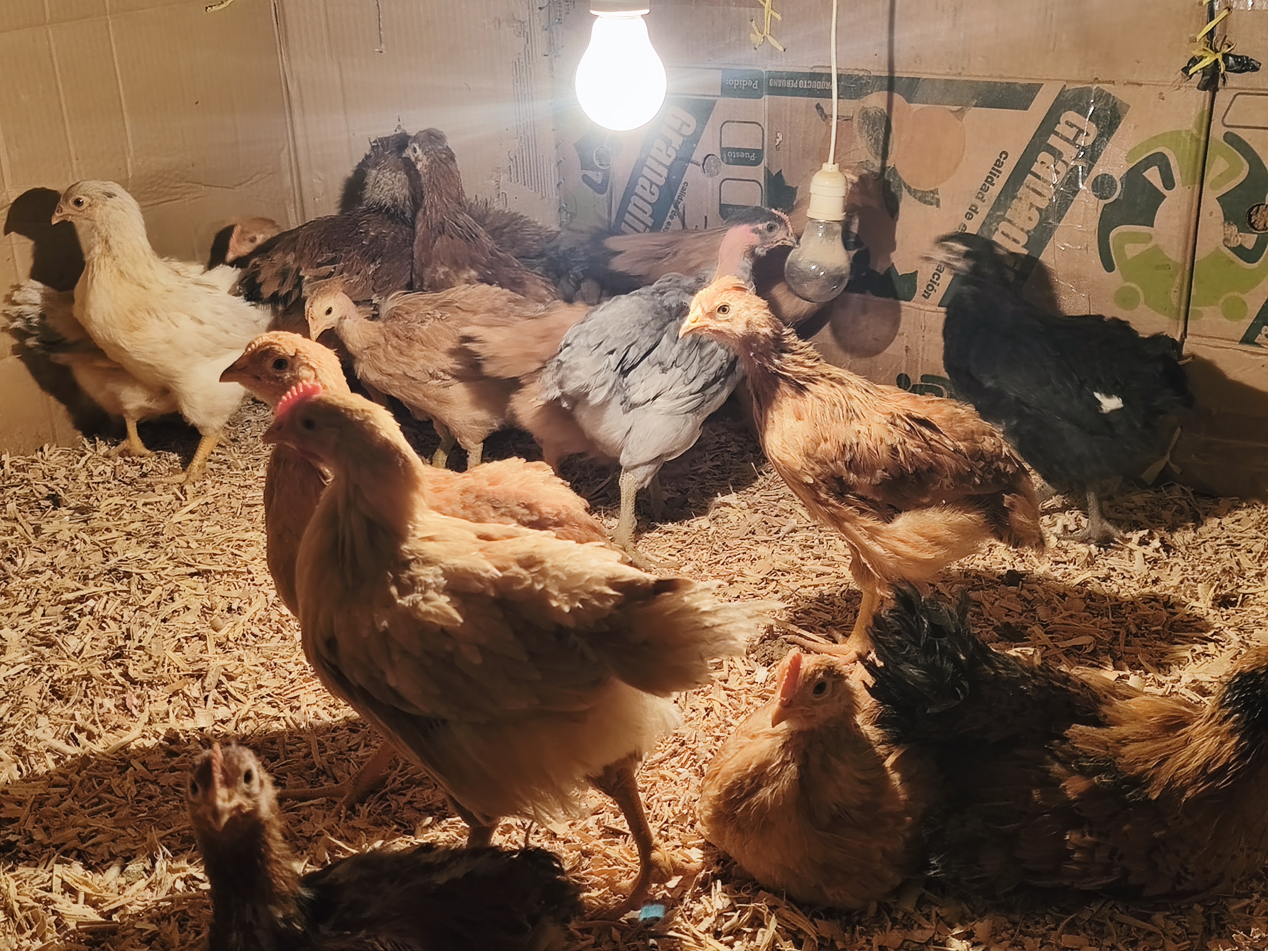 CRIANZA DE POLLOS